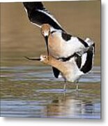 American Avocets Metal Print