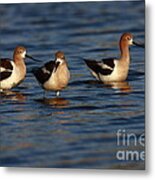 American Avocets Metal Print