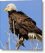 American Bald Eagle Standing Proud Metal Print