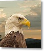 American Bald Eagle With Peircing Eyes Metal Print