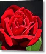 American Beauty Red Rose Metal Print