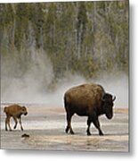 American Bison Mother And Calf Metal Print