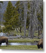 American Bison Pair Yellowstone Metal Print