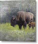 American Buffalo Mother And Calf Metal Print