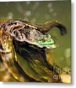 American Bullfrog Metal Print