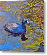 American Coot Metal Print