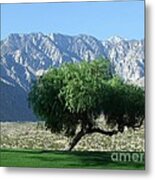 American Pepper Tree Metal Print