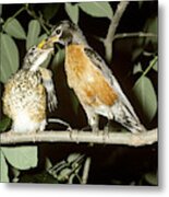 American Robin Feeding Young Metal Print