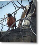 American Robin Metal Print