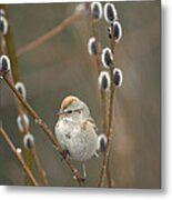 American Tree Sparrow In Pussy Willow Metal Print