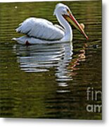 American White Pelican Metal Print