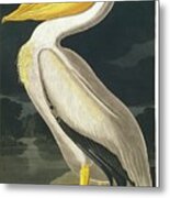 American White Pelican Metal Print