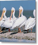 Four American White Pelicans Metal Print