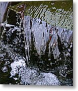 Amphibian Delight Metal Print