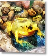 Amphibian - Panamanian Golden Frog Metal Print