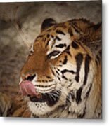 Amur Tiger 3 Metal Print