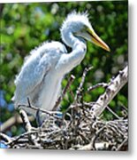 An Infant Egret In The Nest Metal Print