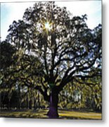 An Old Oak Tree Metal Print