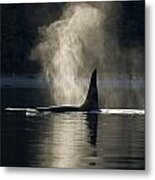 An Orca Whale Exhales Blows Metal Print