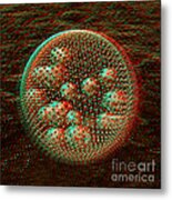 Anaglyph Of Volvox A Spherical Colonial Green Alga Metal Print