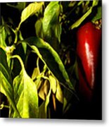 Anaheim Pepper Metal Print