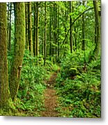 Ancient Forest Path Metal Print
