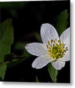 Anemone Nemorosa  By Leif Sohlman Metal Print