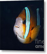 Anemonefish Metal Print