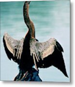 Anhinga Anhinga Anhinga Drying Feathers Metal Print