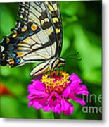Anise  Swallowtail Butterfly Metal Print