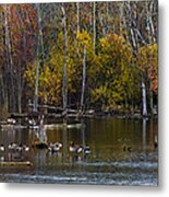 Annual Meet And Greet At The Pond Metal Print