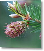 Another Blooming Pine Cone3 Metal Print