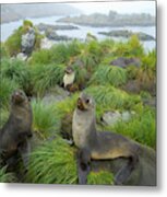 Three Antarctic Fur Seals Metal Print
