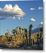 Antelope Valley Joshua Trees 2 Metal Print