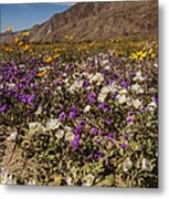 Anza-borrego Wildflowers 24 Metal Print