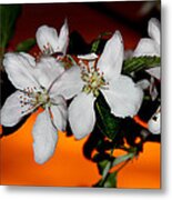 Apple Blossom Sunrise I Metal Print