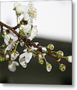 Apple Blossom Buds Metal Print