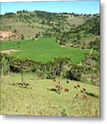 Apple Farm Metal Print