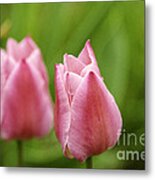 Apple Pink Tulips Metal Print