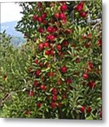 Apple Tree Metal Print