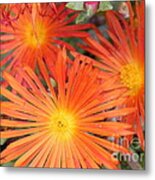 Arizona Cactus Flower Metal Print