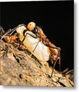 Army Ant Carrying Insect Pupa La Selva Metal Print