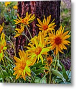 Arrowleaf Balsamroot Metal Print