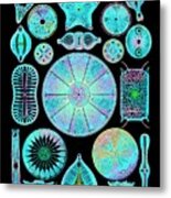 Art Of Diatom Algae (from Ernst Haeckel) Metal Print