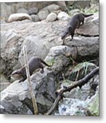 Asian Small Clawed Otter - National Zoo - 01133 Metal Print