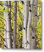 Aspen Trees In Autumn Color Portrait View Metal Print
