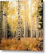 Aspens Metal Print