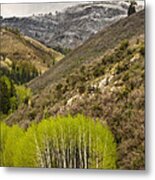 Aspens In Early Summer Storm Metal Print