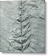 Asterophyllites Horsetail Fossil Metal Print