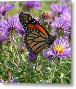 Asters And Butterfly Metal Print